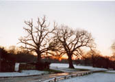 Fernhurst winter sunrise (7KB); click for larger version (60KB)